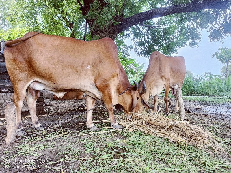 ગાયવેસવાનીસે