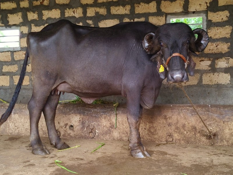 જાફરાબાદી ખળેલી...