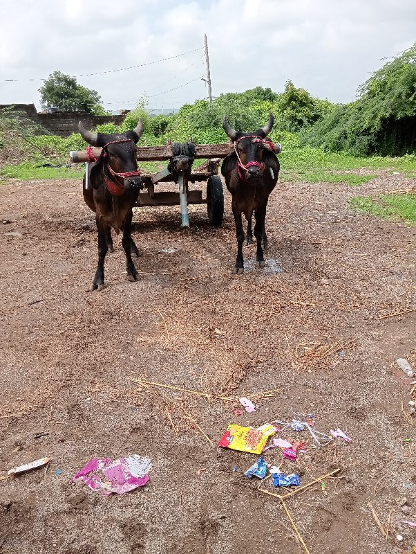 ગોઢલા વેચવાના છ...