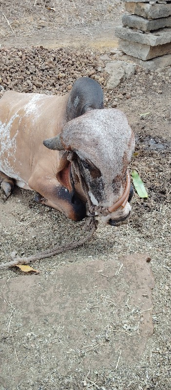 ખુટીયો