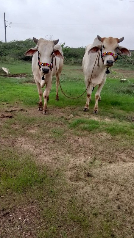 ગોધલા વેચવાના છ...