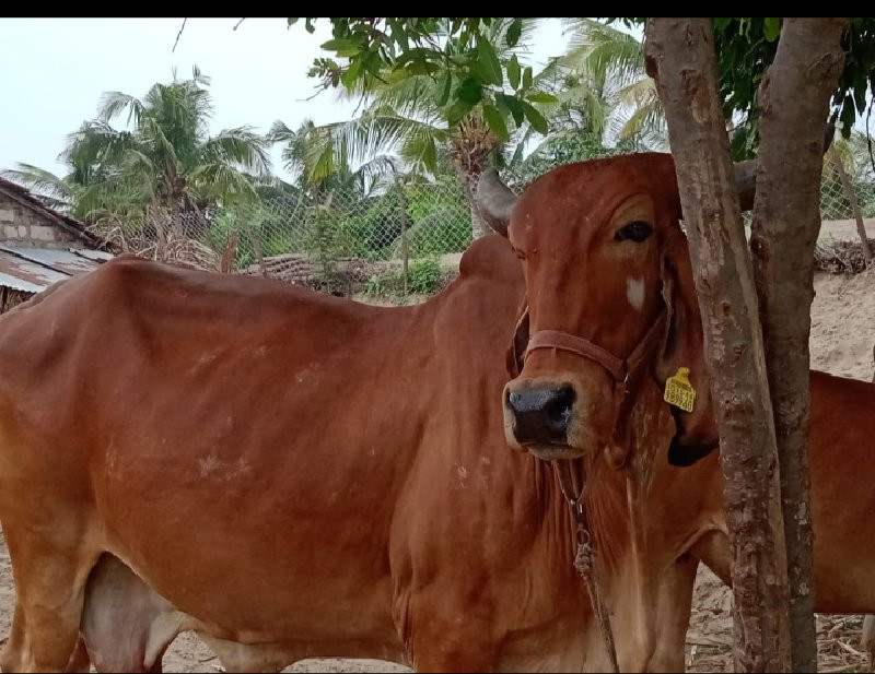 ગાય વેસવા ની સે