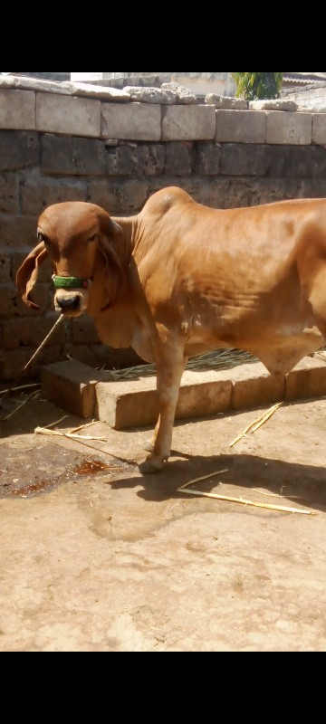 હોડકી વેસવાની છ...