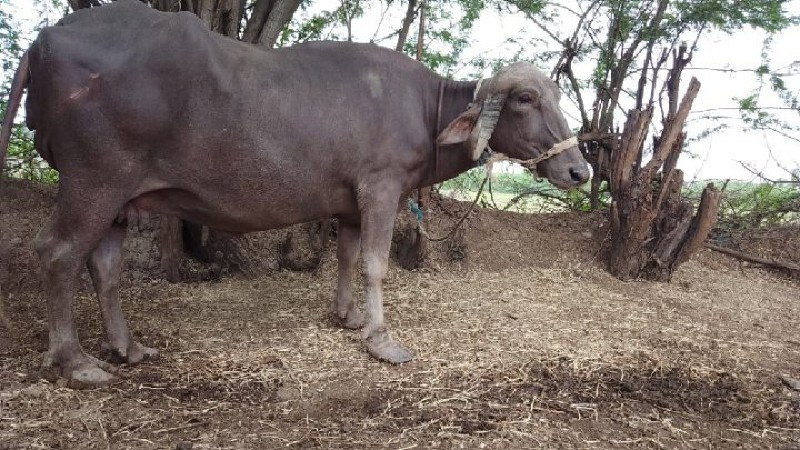 2 વેતર ની પાંચ...