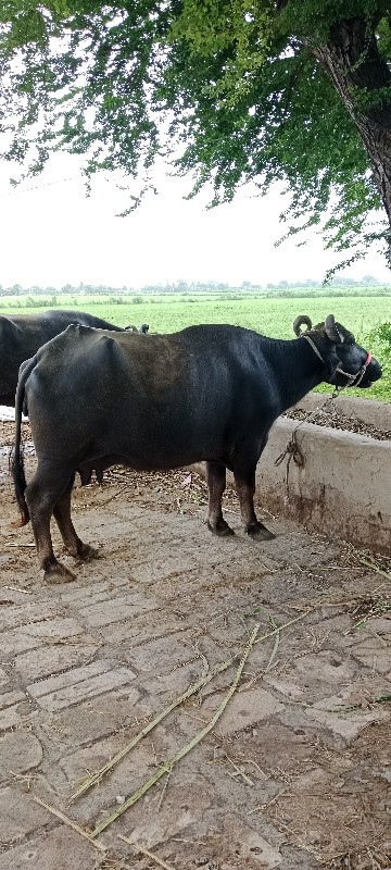 10 મયનુ ચાલુ