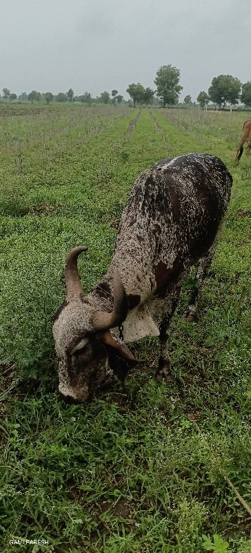 ૧મહિનાની ગાભણ છ...