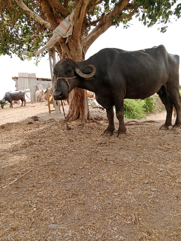 પેલા વેતર ની છે