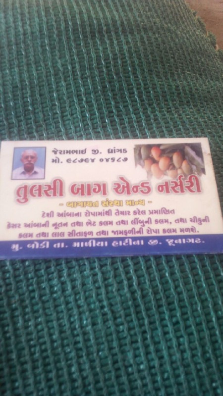 કેસર આંબા કલમ ન...