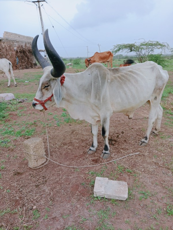 બળદ