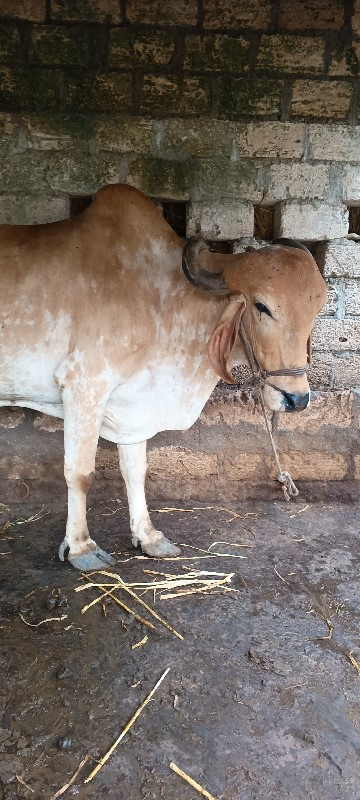 બળધુ નું હાટુ ક...