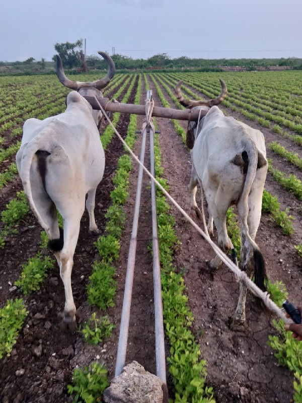 બડદ વેચવાના છે