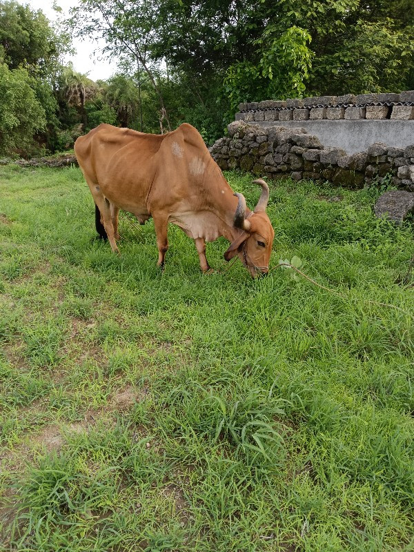 બળદ