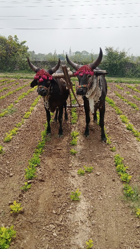 ગોંઢલા  વેચવાના...