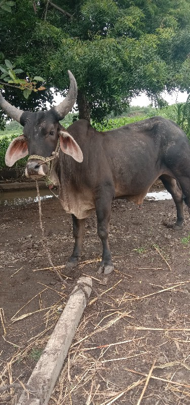 ગાડે હાલેછે