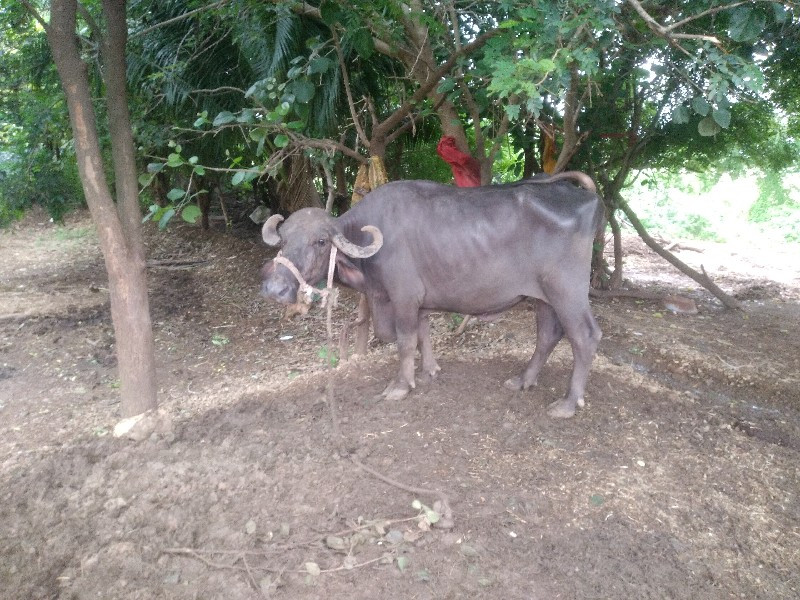 ખડેલુ  વેચવાનુ...