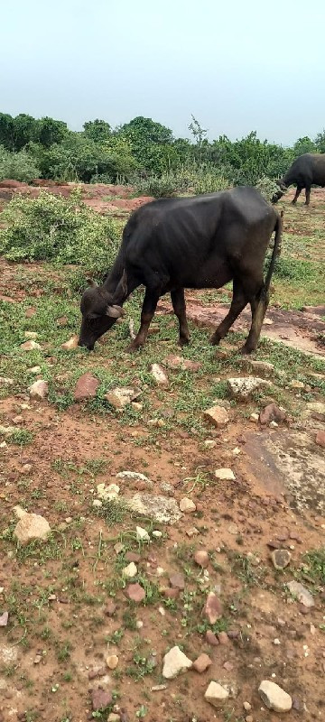 ત્રણ વર્ષની ખડે...