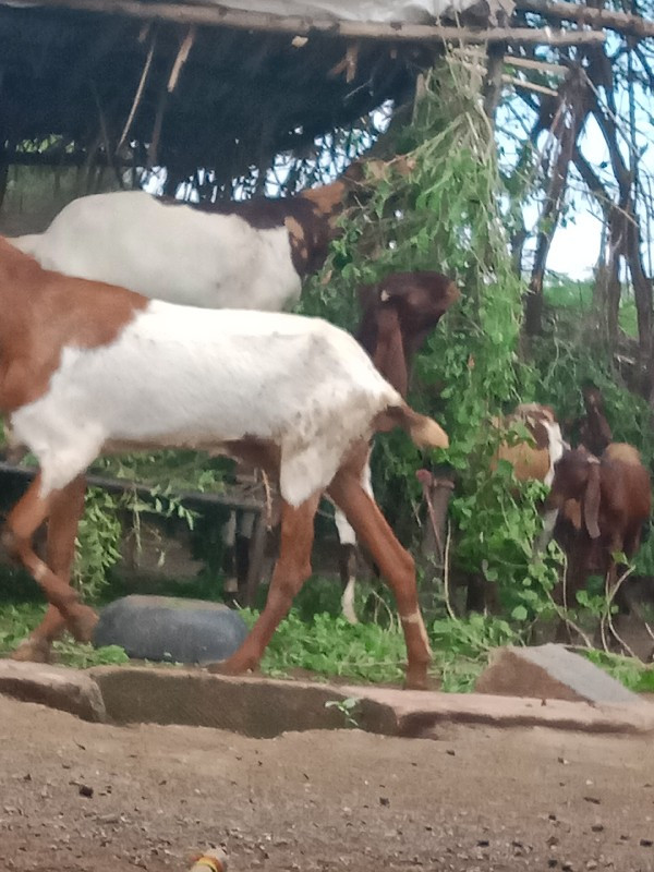 આ રાજસ્થાની બકર...