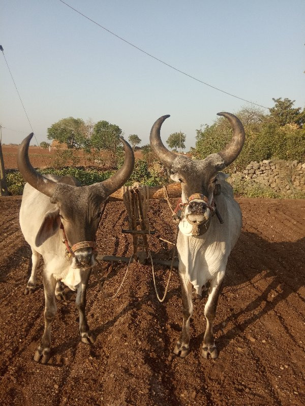 બળદ વેચવાના છે