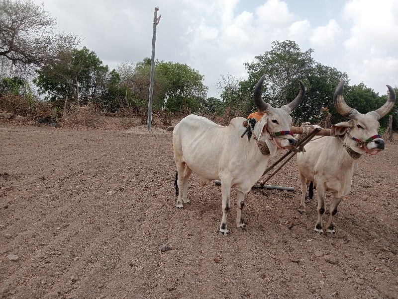 ગોધલા વેચવાના છ...