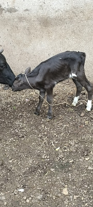 જરસ.  પેલીયાત