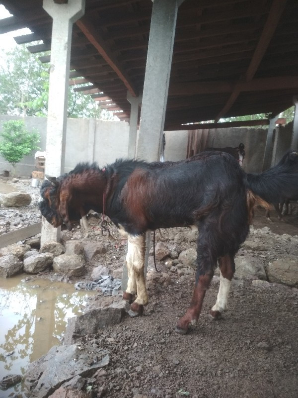 જુનાગઢ મેંદરડા...