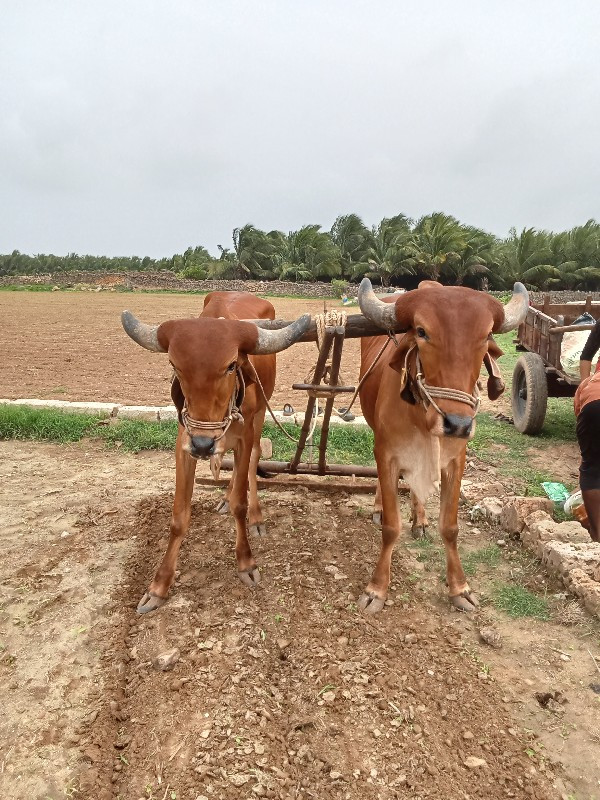 ગોધલા વેચવાના સ...