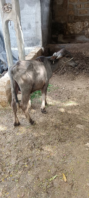 પાડો વેચવાનો છે