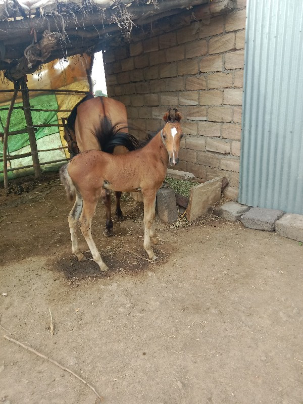 હવે શેરો વેચવાન...