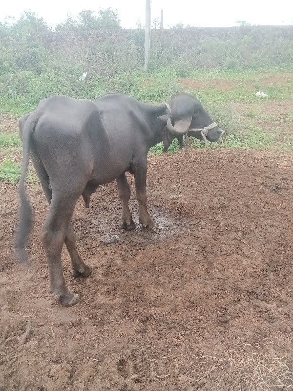 પાડો વેચવાનો છે