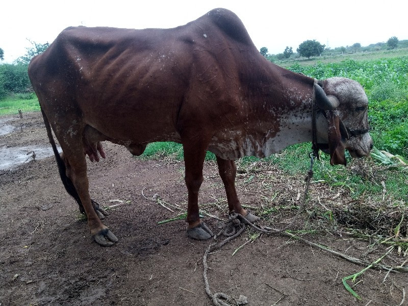 ગીર કપિલા ગાય