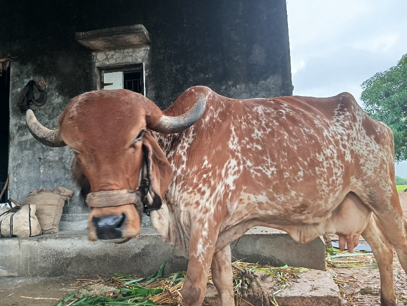 ગીર ગાય વેચવાની...