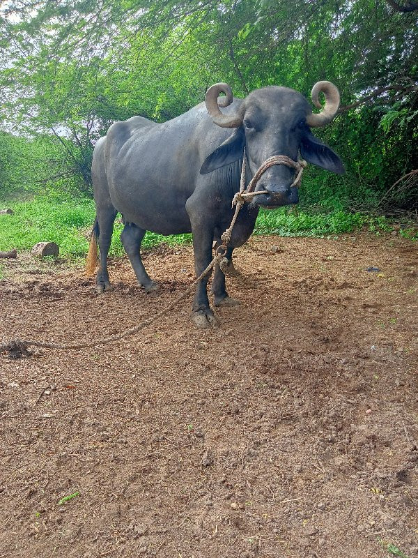 ભેંસ વેચવાની છે