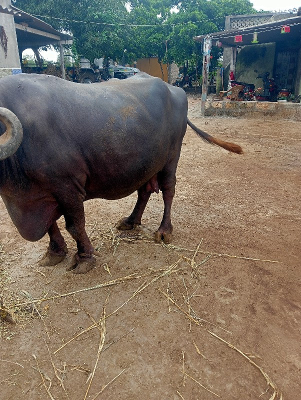 ભેંસ વેચવાની છે