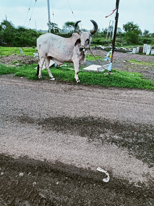 લેવા નો છે