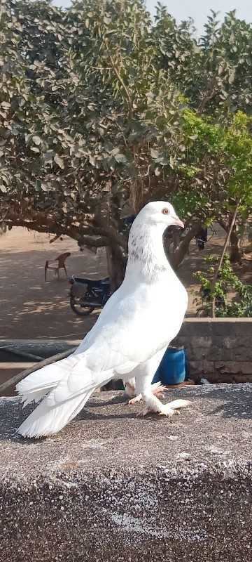 કબુતર વેચવાના છ...