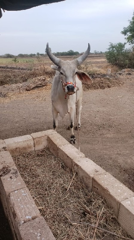 ગોઢલો વેચવાનો છ...