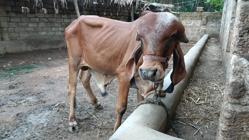 ગીર  બુલ વેચવાન...