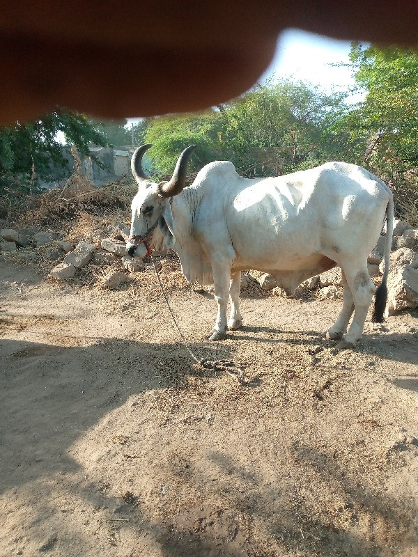 kutiyana Taluka