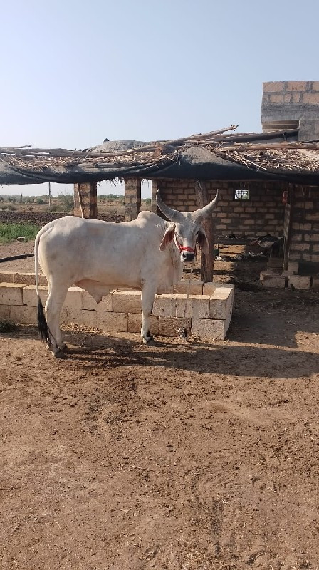 ગોઢલો વેચવાનો છ...