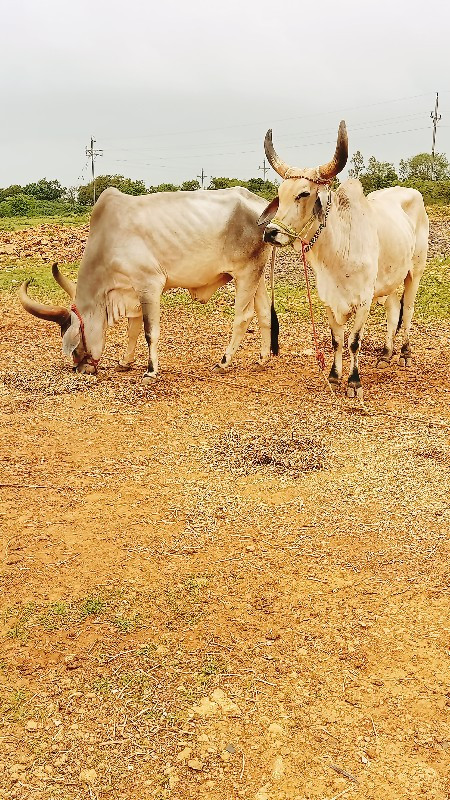 ઘોઘલા