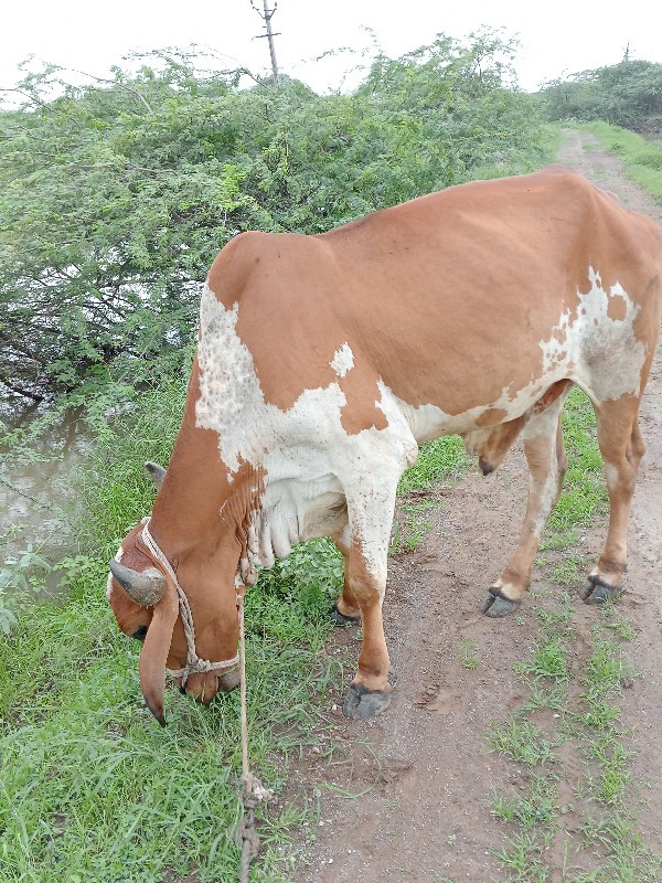 ગોધલો