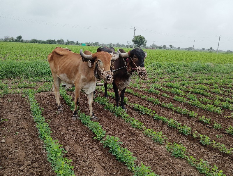 ગોઠલા વેસવાના ન...