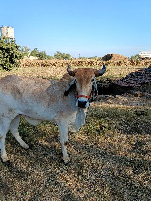 બર્થ વહેંચવાના...