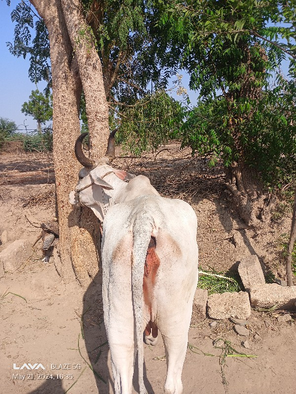 ગાય. વેચવાની છે