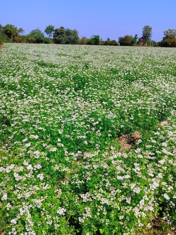 આ ખેતર વેચવા નુ...