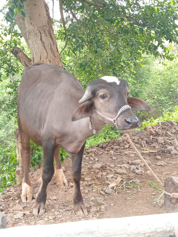 પાડી