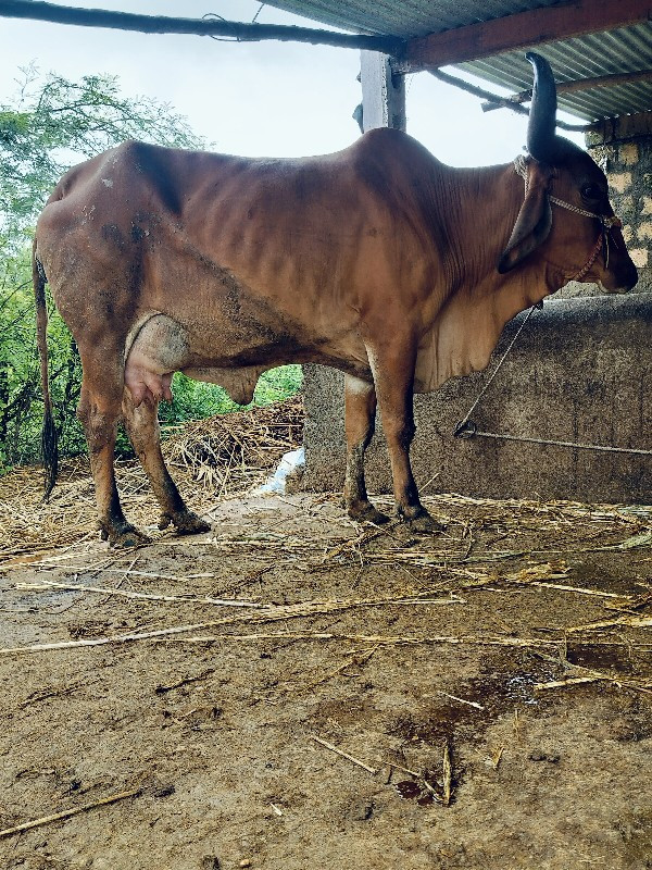 ગાય દેવાનિછે