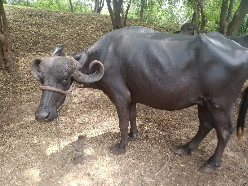 પેલુવેતરછે