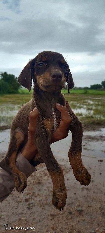 dobarmen puppy...