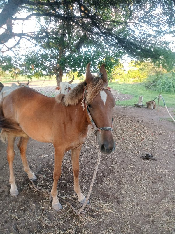 આ ગોળી વેચવાની...